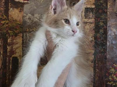Cheeto Paired With Jada Easter And Juju - Maine Coon - Gallery Photo #1