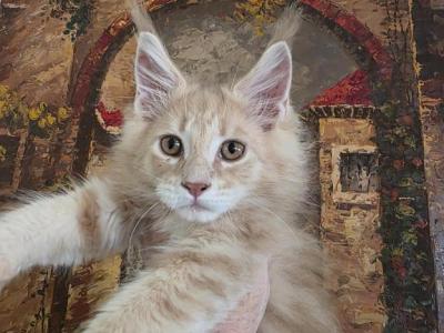Cheeto Paired With Jada Easter And Juju - Maine Coon - Gallery Photo #1