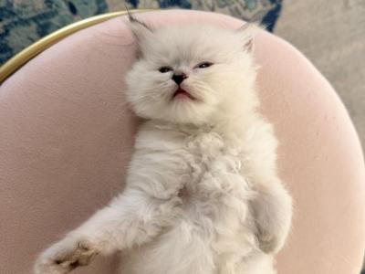 Xyz - Ragdoll - Gallery Photo #1