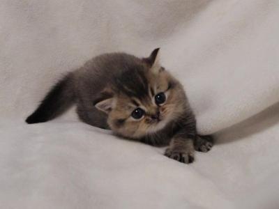 British Shorthair - British Shorthair - Gallery Photo #1