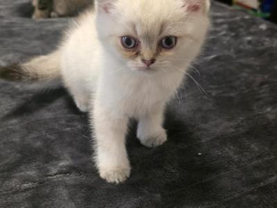 Snowball - British Shorthair - Gallery Photo #1