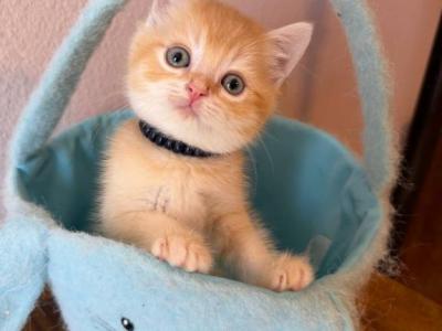 Orange Color Beautiful Boy - Scottish Straight - Gallery Photo #1