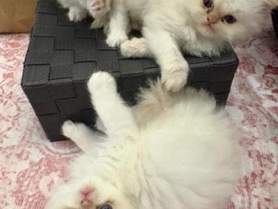 Persian Kittens - Persian - Gallery Photo #1