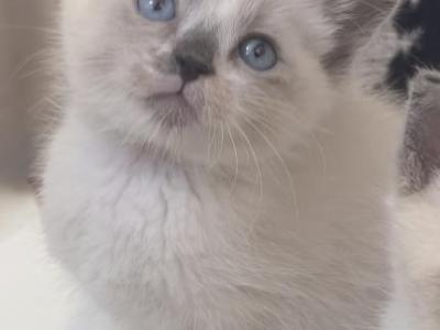 Baby Boy - Ragdoll - Gallery Photo #1