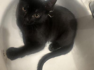 Baby - Domestic - Gallery Photo #1