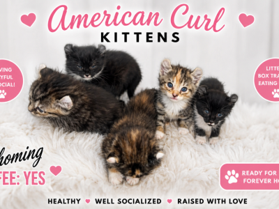 Octavia Pandora Monster Prince Bella - American Curl - Gallery Photo #1