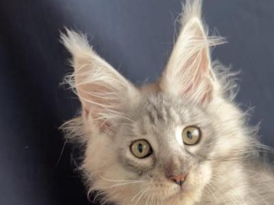 Winston Churchill - Maine Coon - Gallery Photo #1