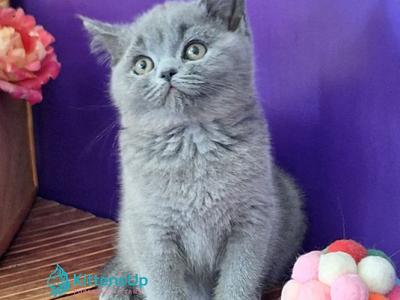 Roza - British Shorthair - Gallery Photo #1