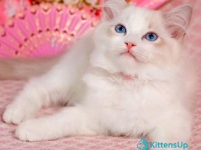 Lucy - Ragdoll - Gallery Photo #1