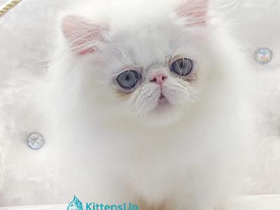 Shiro - Persian - Gallery Photo #1