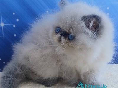 Ellie_ - Persian - Gallery Photo #1