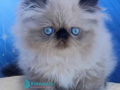 Emmi - Persian - Gallery Photo #1