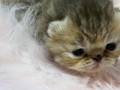 Exotic Chocolate Tabby Female - Exotic - Gallery Photo #1