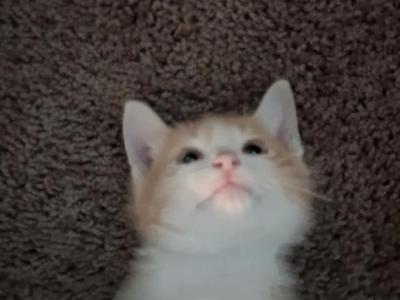 Garfield - Domestic - Gallery Photo #1