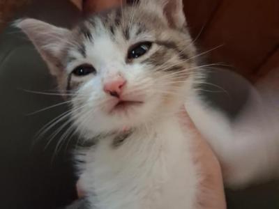 Honeybun - Domestic - Gallery Photo #1
