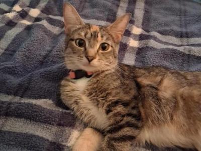 Tessa - Domestic - Gallery Photo #1