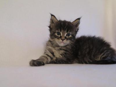 Ryder - Maine Coon - Gallery Photo #1