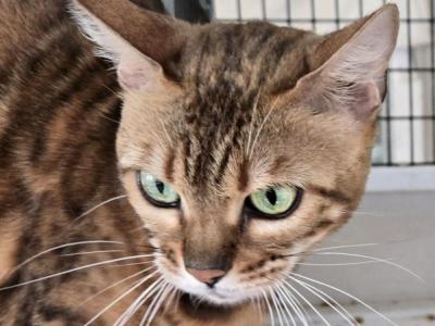 Gucci Girl 2 - Bengal - Gallery Photo #1