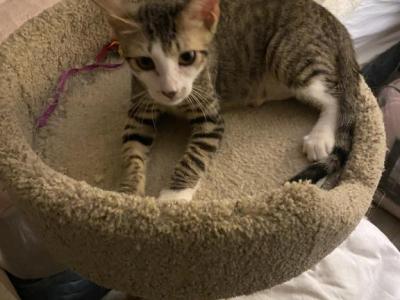 Loki - Domestic - Gallery Photo #1