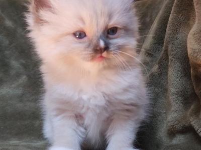 Blaze - Ragdoll - Gallery Photo #1