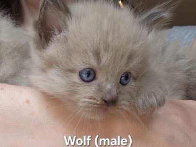 Wolf - Ragdoll - Gallery Photo #1