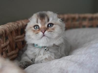 Kai - Scottish Fold - Gallery Photo #1