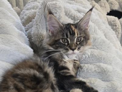 Darla - Maine Coon - Gallery Photo #1