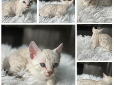 Dolly - Bengal - Gallery Photo #1