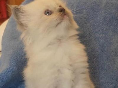 Vanity - Ragdoll - Gallery Photo #1