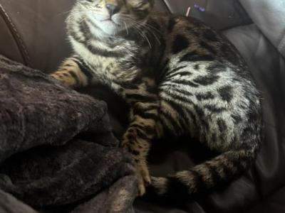 King George - Bengal - Gallery Photo #1