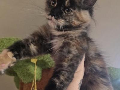 Envy - Maine Coon - Gallery Photo #1