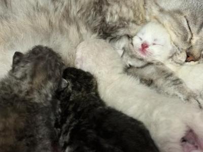 Outlander Litter - Selkirk Rex - Gallery Photo #1