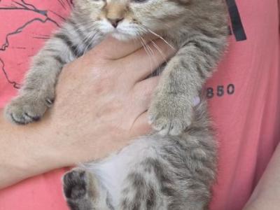 Fudge - Scottish Fold - Gallery Photo #1