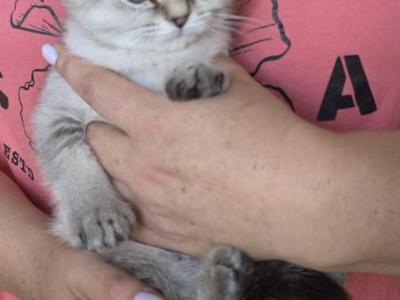 Skittles - Scottish Fold - Gallery Photo #1