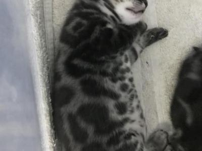 Equinox Litter - Bengal - Gallery Photo #1