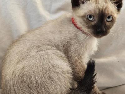 Sammy Seal  Point Siamese - Siamese - Gallery Photo #1