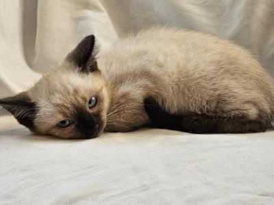 Chai Seal Point Siamese - Siamese - Gallery Photo #1
