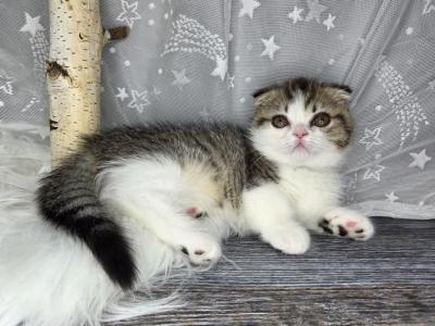 Cupcake - Scottish Fold - Gallery Photo #1