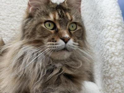 Nikol Tempio Di Vesta - Maine Coon - Gallery Photo #1