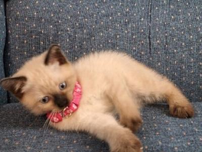 Susie - Siamese - Gallery Photo #1