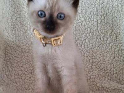 Sara - Siamese - Gallery Photo #1