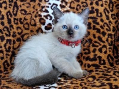 Sally - Siamese - Gallery Photo #1
