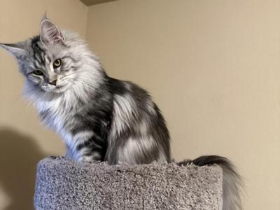 Barbie - Maine Coon - Gallery Photo #1