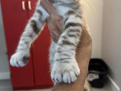 Highland Lynx Mink Male Kitten - Highlander - Gallery Photo #1