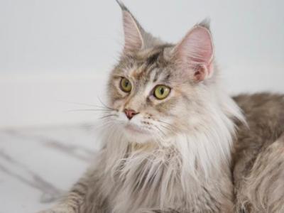 Barbariska - Maine Coon - Gallery Photo #1