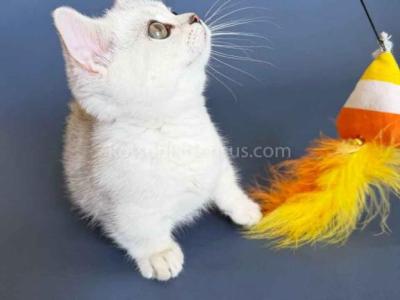 Diamond Silver Shaded Boy Munchkin Short Leg - Munchkin - Gallery Photo #1