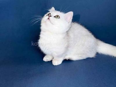 Dream Munchkin Short Legs Silver Shaded Baby Girl - Munchkin - Gallery Photo #1