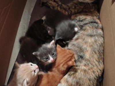 Joy And Mark - Maine Coon - Gallery Photo #1