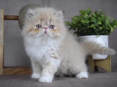 Otis - Persian - Gallery Photo #1