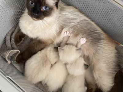 Henry And Bernis - Ragdoll - Gallery Photo #1